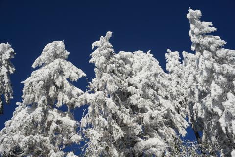 Fotowettbewerb "Winter in und um Sasbachwalden" 2021