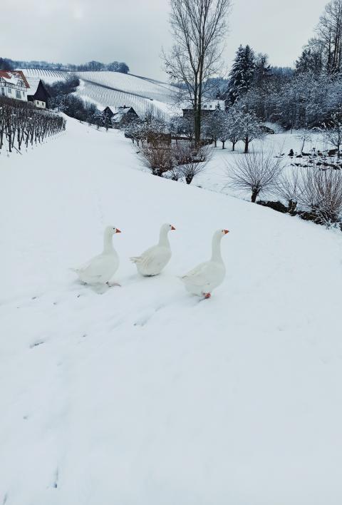 Sonderpreis für "Gänse im Schnee"