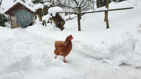 Sonderpreis für "Lieblingsmotive" Bildtitel: Huhn in den Höfen