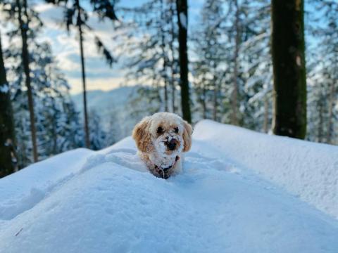Preis in der Kategorie "Tierisch im Schnee"