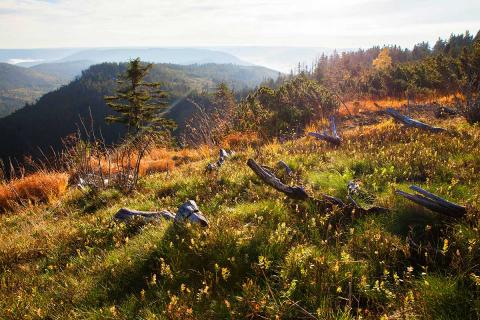Geführte Touren im Schwarzwald 