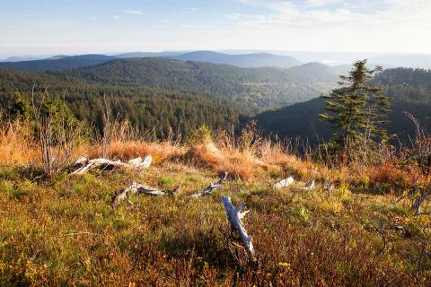 Nationalpark Schwarzwald